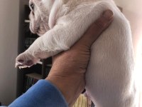 Lilac tan platium micro french bulldog