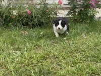 Anne Baba Şrc Li Orjinal Border Collie Yavru Sahiplendirme