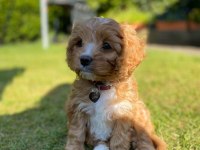 Kg Garantili Maltipoo Bebeklerimiz