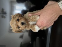 Birinci Sınıf Kore Kan Maltipoo Bebekler
