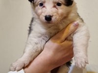 Özel Maske Border Collie Yavrularımız