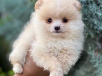 Safkan ve ırk garantili pomeranian yavrularımız