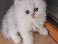 Kedilerimizi sahiplendirme detayları görüşülür