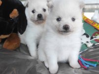 Kar Beyaz Samoyed Bebekleri