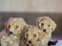 Standart Poodle Yavrular