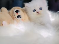 Muhteşem Kaliteli Scottish Longhair Bebeklerim