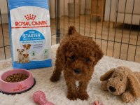 Aşılı Orijinal Toy Poodle Ev Üretimi
