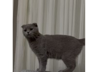 Scottish fold ücretli sahiplendirme