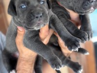 İri mavi gözlü blue cane corso yavrularım