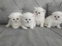 Koca kafa bir yıl be scottish fold kediler