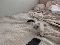 Blue Point Bebek Kediler Yeni Yuvalarını Arıyorlar