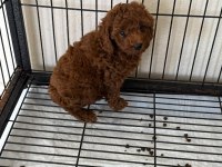 Poodle Yavrularımız