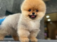 MUHTEŞEM POMERANİAN BOO YAVRULARIMIZ