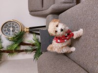 Bebek maltipoo