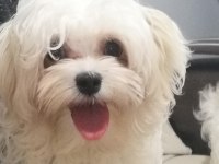 Sıfır numara dişi maltese