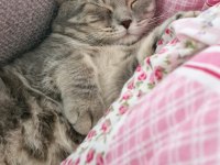 Ücretsiz British Shorthair Kedimizi Sahiplendirme