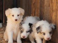 Harika border collie bebekler