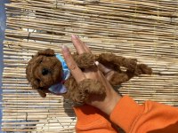 Ruhsatlı çiftliğimizden toy poodle