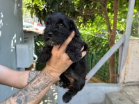 mükemmel kalite yavrular schnauzer