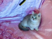 British shorthair erkek yeni evini arıyor