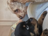 Extrim 2 aylik dişi rottweiler