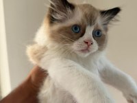2 erkek sağlıklı ragdoll yavrular istanbul fatih