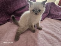 2.5 aylık yavru dişi british shorthair