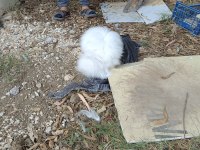 Hollanda Teddy Lop Tavşanlar