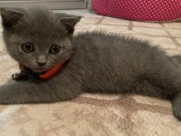 70 günlük British yavru dişi kedi
