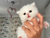 Safkan beyaz mavi gözlü longhair bebekler