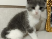 2 aylık british shorthair