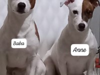 SAFKAN JACK RUSSELL TERRIER