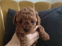 Red Brown Toy Poodle Yavrularımız Yeni Ailelerini Arıyor