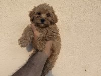 Maltipoo Cinsi Yavrular