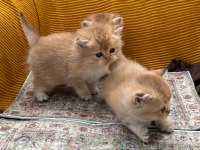 GOLDEN BRİTİSH LONGHAİR GÜZELLİKLER