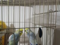 Rainbow Çift Muhabbet Kuşu