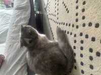 3 aylık british shorthair yavrular