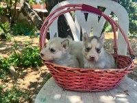 Husky yavrularımız ırk garantilidir