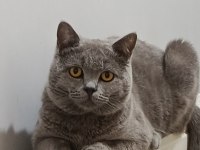 Acil British Shorthair Kedisi