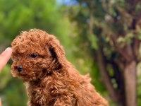 toy poodle 2 aylık