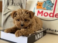 Petmode köpek çiftliğinden tea cup morkie