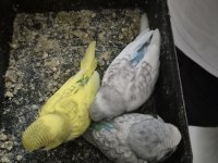 Bebek muhabbet kuşları