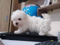 Orjinal ırk maltese terrier sağlık ve ırk garantidir