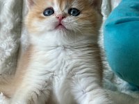 Bebeksi Golden British Shorthair