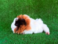 Rengarenk sevimli ginepig