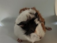 Guinea pigler