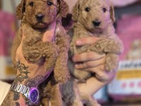 BURKEM AİLESİNDEN Özel Seri Dev Poodle Yavruları