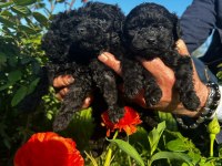 Toy poodle yavrular