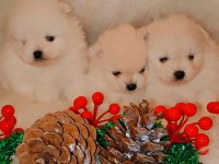 Pomeranian kartopları yeni yuvalarına şans getirmeye hazır