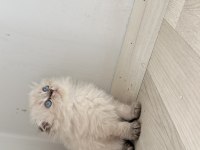 British Longhair Şekerler Yeni Yuvalarına Hazır